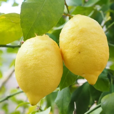 lemon