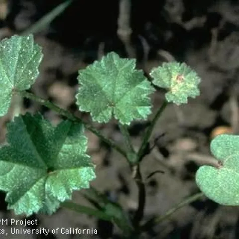 Little mallow seedling. (Credit: Jack Kelly Clark, UC IPM)