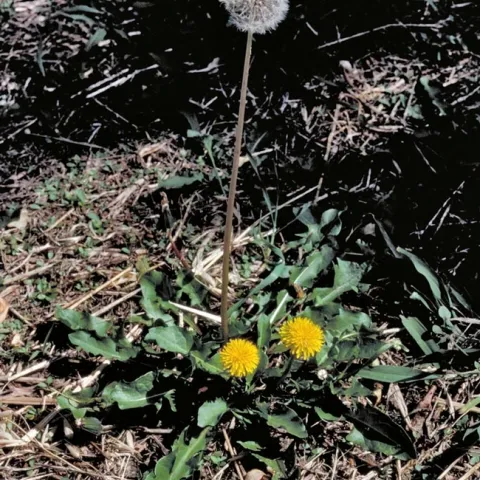 Dandelion