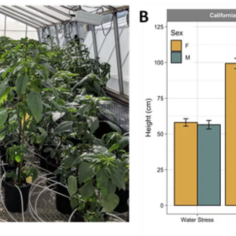 Figure 1. Palmer amaranth female and male plants from California and Kansas populations grown under continuous water-deficit (WD, 25-33%) or control well-watered (WW, 100%) conditions. Visual (A) and quantitative (B) height differences. Two asterisks indicate a significant difference in height between female and male plants grown under different irrigation conditions. Error bars represent 95% confidence intervals.
