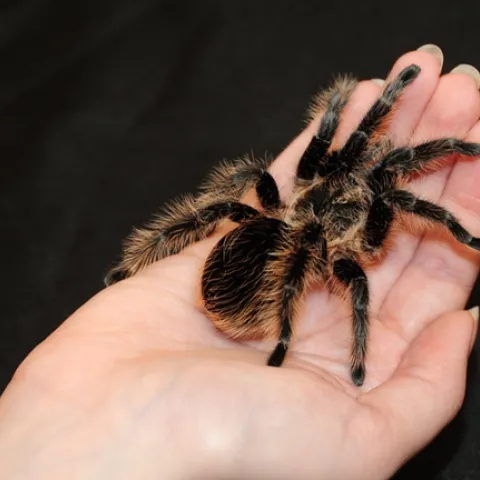 A tarantula at the Bohart Museum of Entomology. (Photo by Kathy Keatley Garvey)