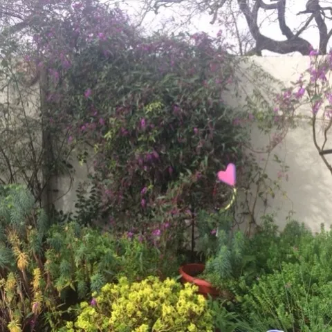 Hargenbergia. Photo by Mike Gunther