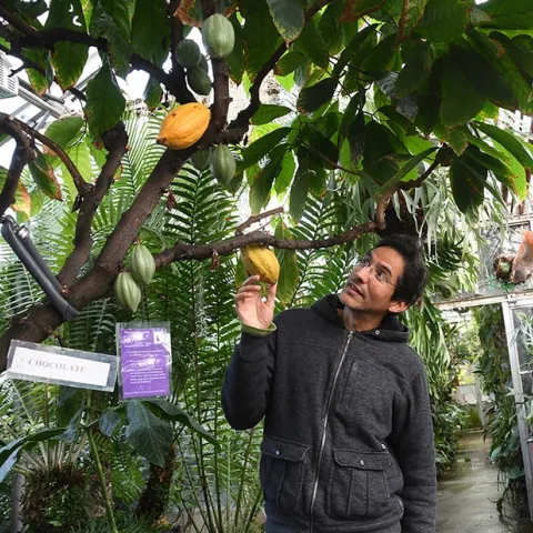 Ernesto Sandoval, collections manager for the UC Davis Botanical Conservatory, checks out the cacao tree, aka "chocolate tree." (Photo by Kathy Keatley Garvey)