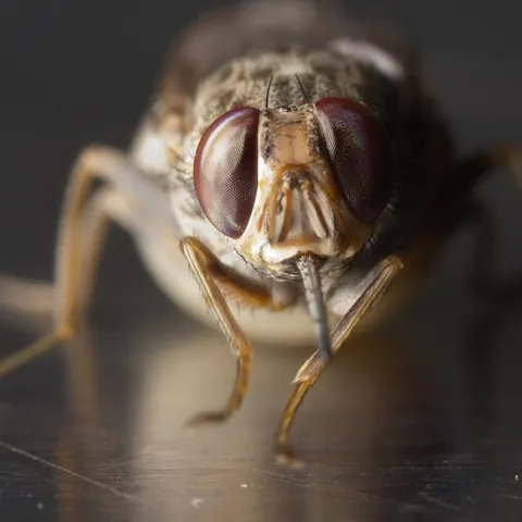 Close-up of a gravid tsetse fly (Glossina morsitans morsitans). (Photo by Geoffrey Attardo)