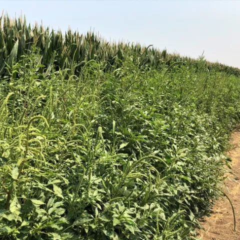 Palmer amaranth, a fast growing summer annual weed, along the edge of a corn field