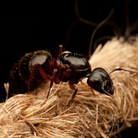 Carpenter ant. [Photo courtesy of pestworld.org]