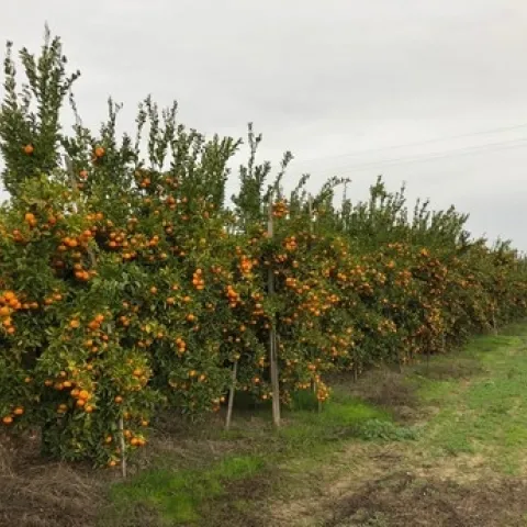mandarin trees loaded