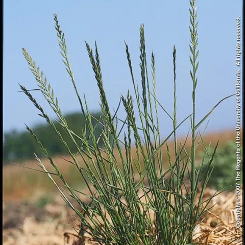 Italian Ryegrass Credit: Joe DiTomaso