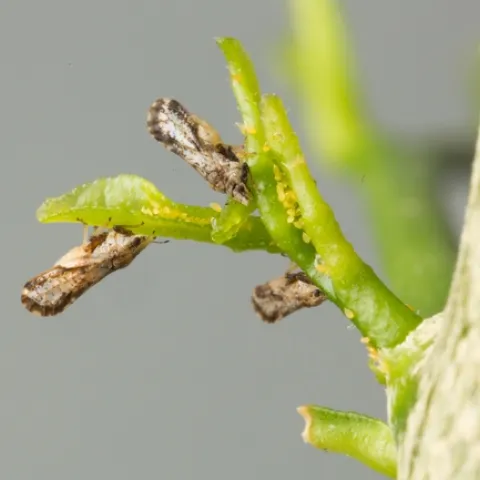 Three brown mottled Asian citrus psyllid adults feed on young citrus leaves alongside their tiny, yellow orange eggs.