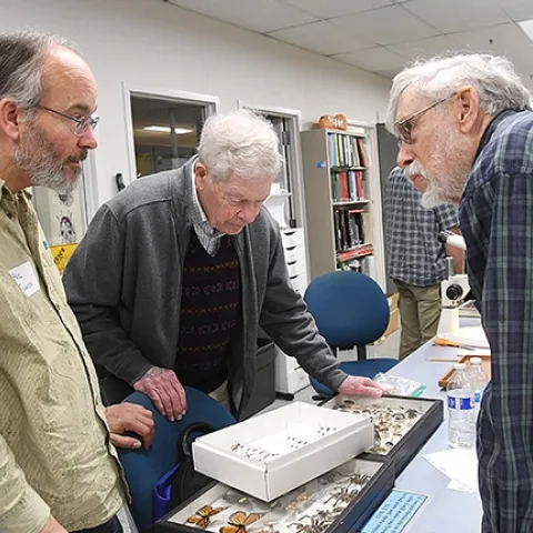 Lepidopterists (from left) Paul Johnson, Jerry Powell and Bill Patterson discuss butterfly species. (Photo by Kathy Keatley Garvey)