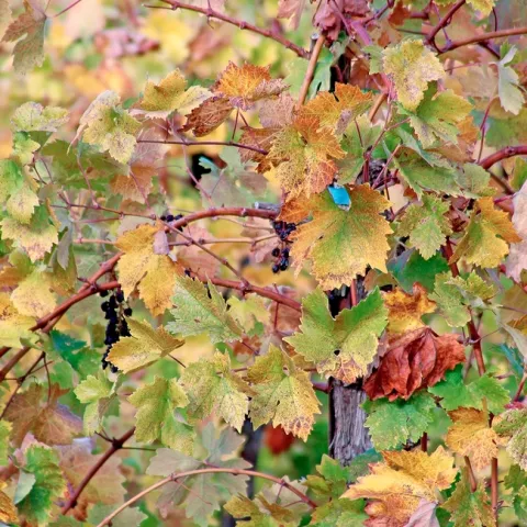 A grapevine with red blotch symptoms. (Photo: Evett Kilmartin)
