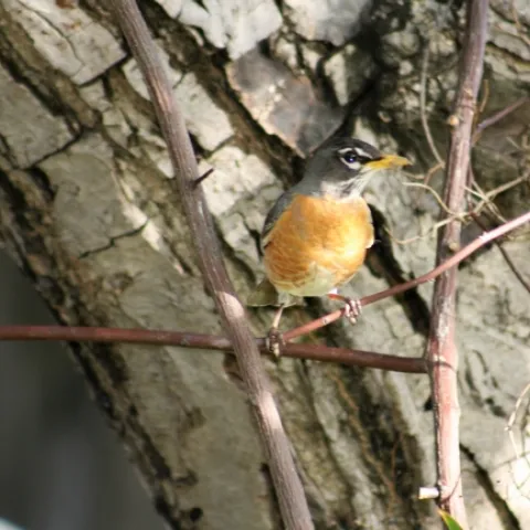 photo by Jennifer Baumbach