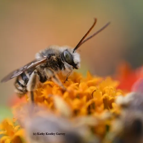 A male longhorned bee,Melissodes, on a Mexican sunflower (Tithonia). (Photo by Kathy Keatley Garvey)