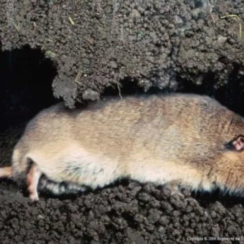 Pocket gopher (UC ANR)