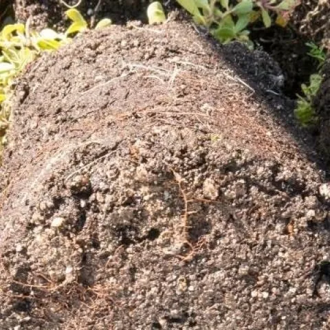 Fig 4. Arctostaphylos uva-ursi with Phytophthora root rot on feeder roots in the lower profile of the soil. Healthy, white roots above.