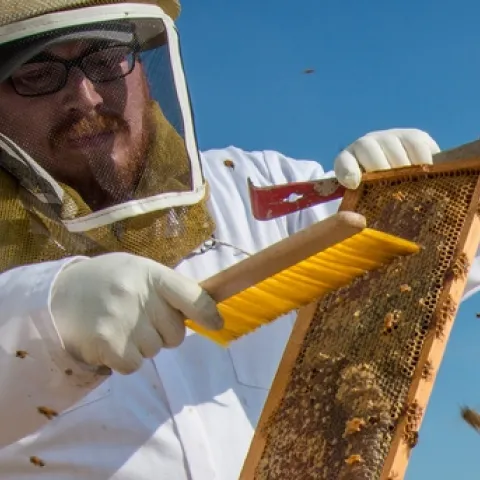 In 2017, the honey industry employed more than 22,000 individuals across the U.S. in production, importation and packing jobs. (Photo: USDA)