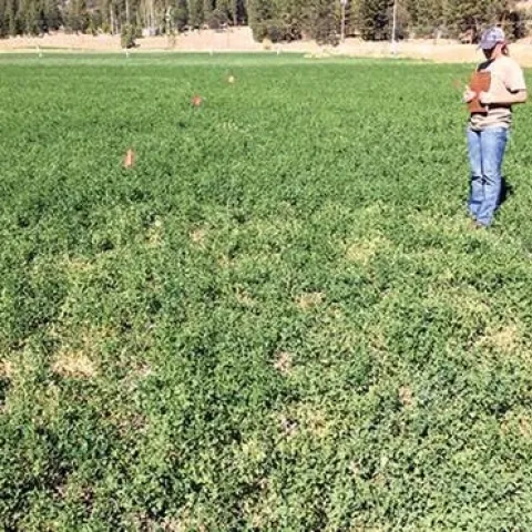 Glyphosate Injury Alfalfa1-Stunting