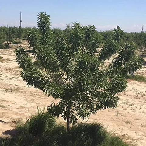 Peach root-knot nematode-infected almond tree in a two-year-old orchard. Photo by Andreas Westphal