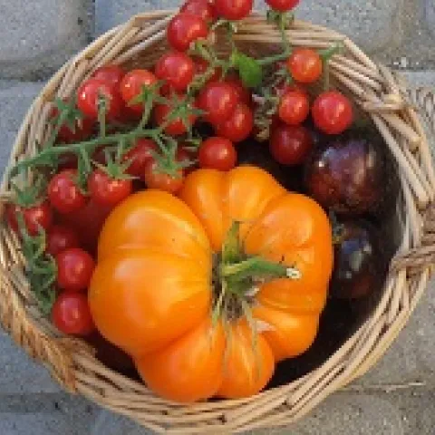 tomato basket 200