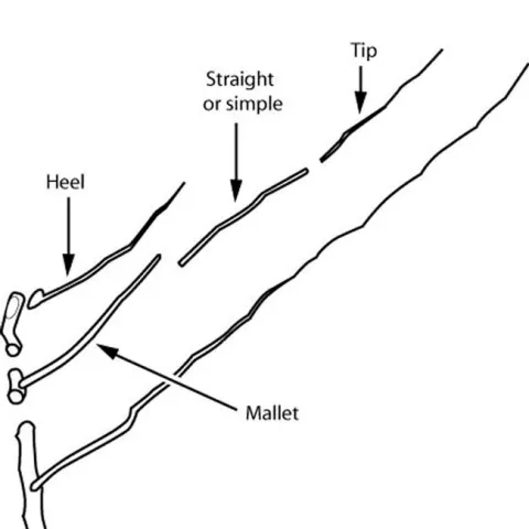 graphic from CA Master Gardener Handbook, ed. 2, page 122, figure 5.3