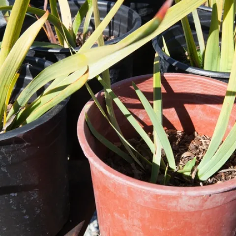 Soil settling or “shrinkage” of the soil volume can occur when organic soil components naturally decompose.They can break down resulting in smaller particles and consequently the loss of air-filled porosity.