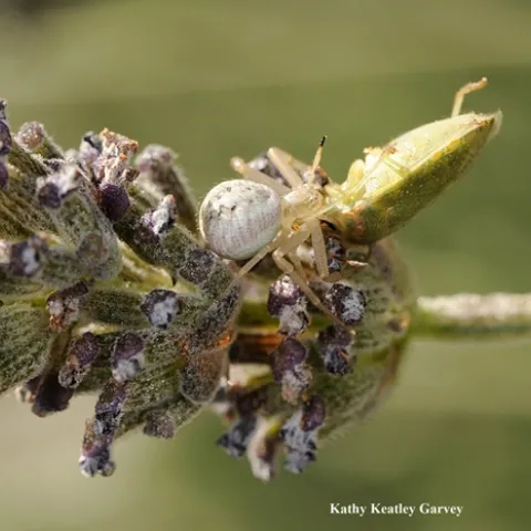 A crab spider dining on a stink bug. (Photo by Kathy Keatley Garvey)