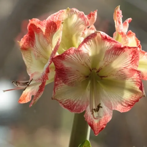 photo by Jennifer Baumbach