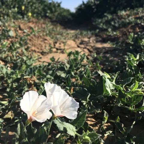 Bindweed view of tomatoes