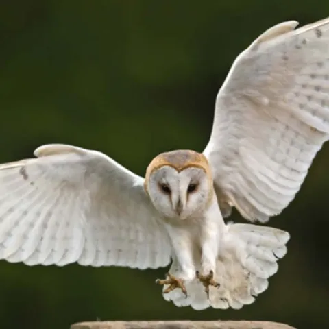 Barn owl flying.