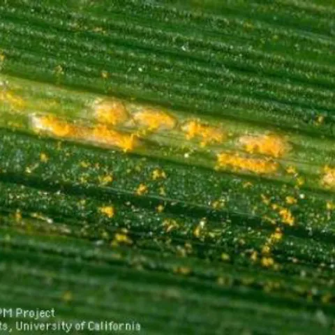Image 1: Stripe Rust Puccini striiformis uredinia emerging from wheat leaf.
