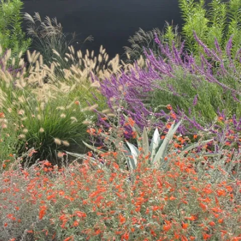 Pollinator garden. (Ellen Zagory, UC Davis Arboretum and Public Garden)