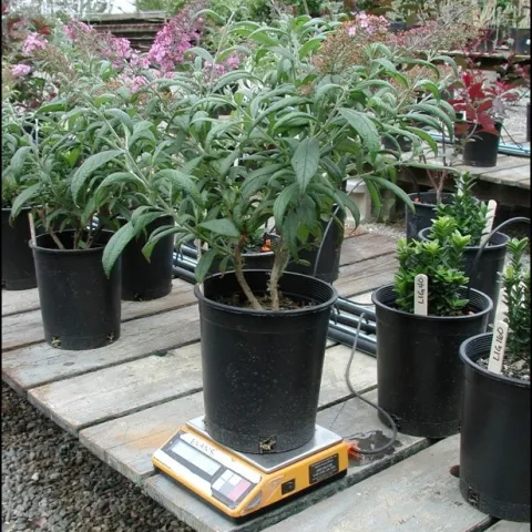 Fig 5 A scale can measure loss of water from transpiration and evaporation from the pot surface.