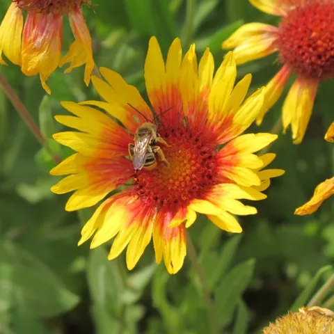 Longhorn bee. (Ellen Zagory, UC Davis Arboretum & Public Garden)
