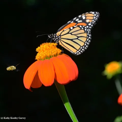 A longhorned bee, Melissodes agilis, targets a monarch nectaring on a Mexican sunflower (Tithonia) in Vacaville, Calif.(Photo by Kathy Keatley Garvey)