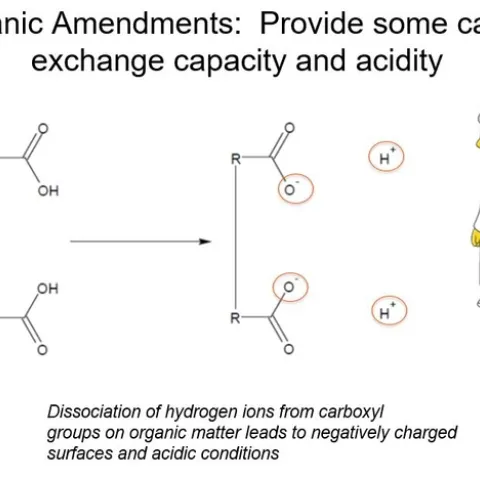 Figure 1. Organic amendments in water produce negatively charged surfaces and acidic conditions.
