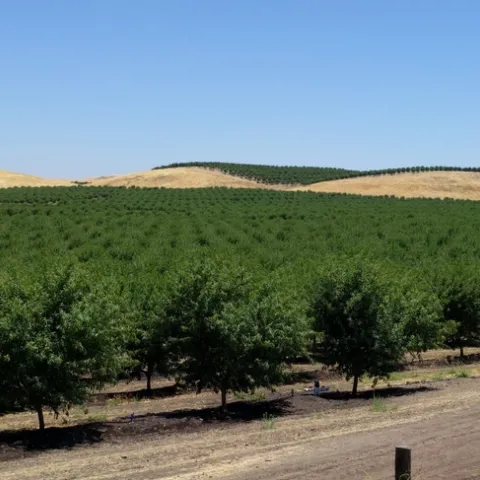 Almond trees in a California orchard.