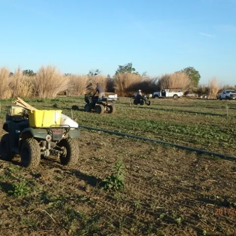 Figure 7. Habitat restoration work in progress at the Emigh R. Livestock / Ulatis Creek Arundo control and habitat enhancement project site. SRCD staff are broadcast-seeding the restoration site with native forbs and grasses using all-terrain vehicles (ATVs).