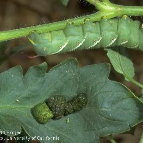 Tomato Hornworm