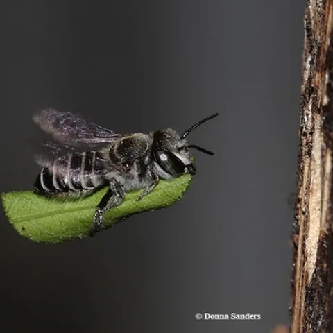 An amazing image of a leafcutter bee carrying a leaf segment back to her nest. This image, used with permission, is by Donna Sanders of Emerald, Queensland, Australia.