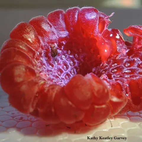 A fruit fly, spotted wing drosophila, on a raspberry. The UC Davis Department of Entomology and Nematology's first spring seminar is on fruit flies. Alistair McGregor of Oxford Brookes University, England, will speak. (Photo by Kathy Keatley Garvey)