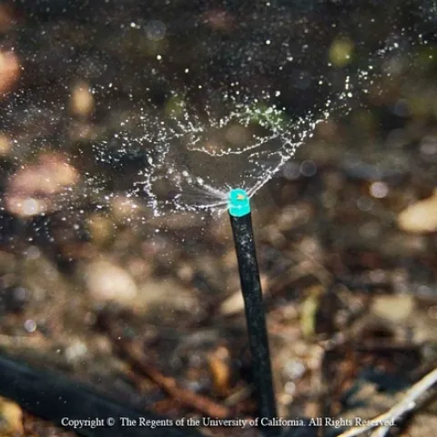 Nitrates are water soluble and do not adhere to soil, so they may leach during irrigation.