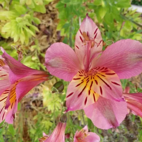 Alstroemeria