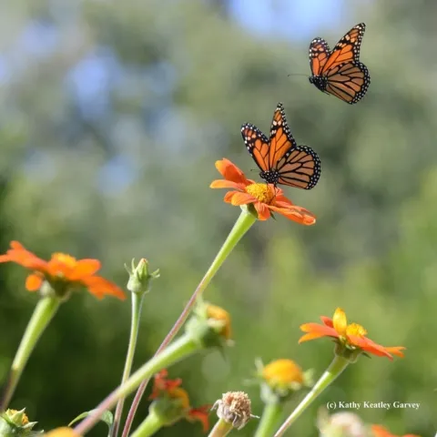 Monarchs on the fly in a Vacaville, Calif., pollinator garden in September 2016. (Photo by Kathy Keatley Garvey)