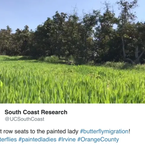 "I saw more butterflies in the last 10 minutes than I've seen my entire life," Jason Suppes of UC South Coast REC wrote on Twitter.