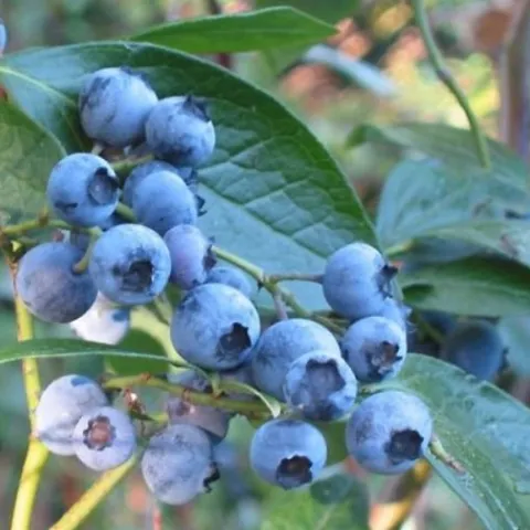 Southern high-bush blueberry. Photo courtesy of Gardensoft