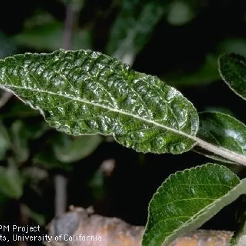 Frost damage apple tree. Photo by Jack Kelly Clark