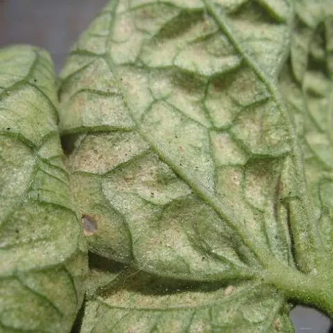Russet Mites - Damage to Tomato leaves