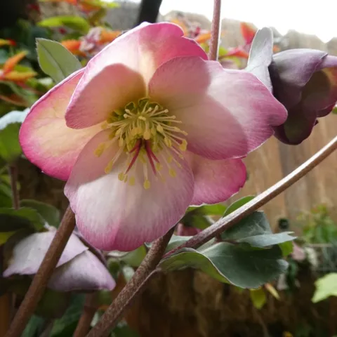 photos by Launa Herrmann