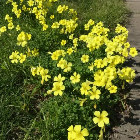 Bermuda buttercup in a lawn. (Anne Schellman, UCCE)