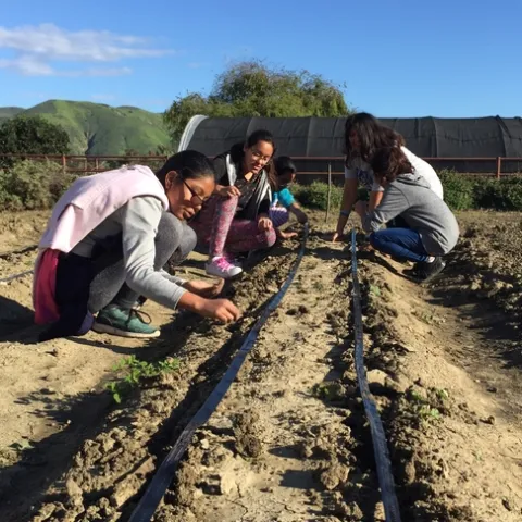 weeding and planting